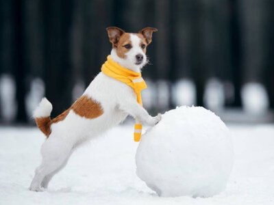 Ви ризикуєте здоров'ям улюбленця: помилка під час зимових прогулянок