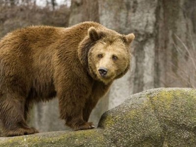 ВІДЕО. У Карпатах прокинулись ведмеді? Туристи натрапили на сліди