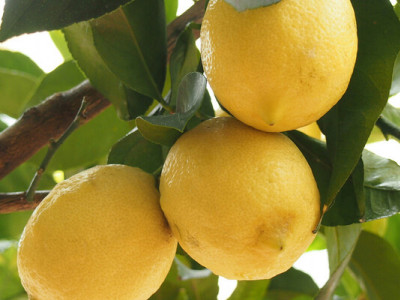 Чи справді лимон знижує тиск: пояснення лікарів