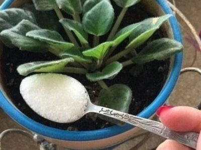 Навіщо квітникарі використовують цукор для кімнатних рослин