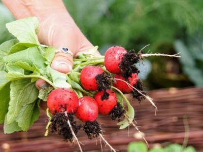 ТОП-3 сорти ранньої редиски: біжіть у магазин за насінням, поки не розібрали