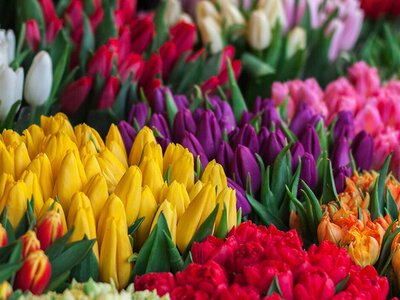 Чи буде 8 березня офіційний вихідний в Україні: що відомо про статус свята у 2026