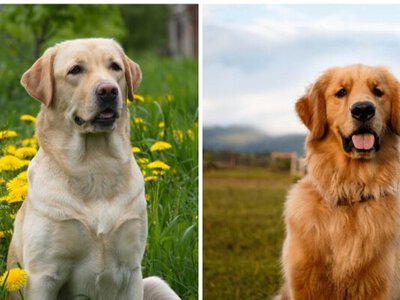 Мережі насмішив лабрадор, який не вміє ловити предмети (відео)