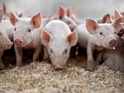 Депутат намагався поховати спалах африканської чуми на власній фермі (відео)