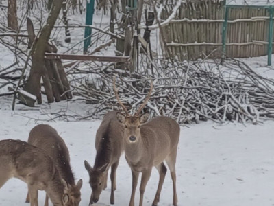 Турбота в морози: як Поліція охорони допомагала диким тваринам пережити холоди