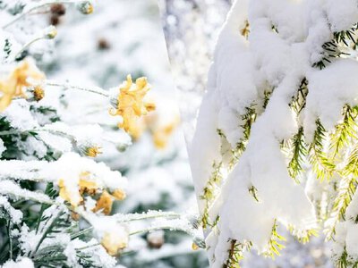 Курс на весну взято: коли в Україну до кінця зими прийде нова хвиля тепла