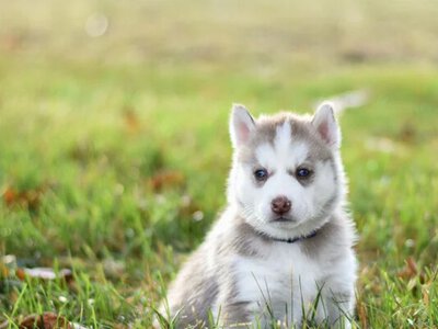Цуценя стало зіркою Мережі, розігравши господаря (відео)