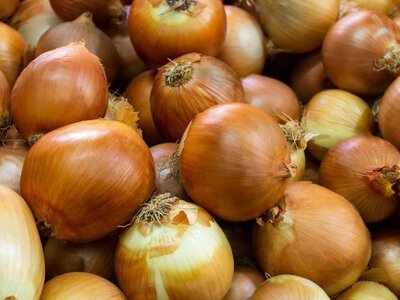 Гниє цибуля: як правильно зберігати?