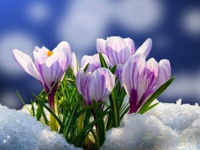 Якою буде весна цього року, — прогноз синоптика