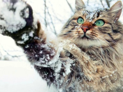 Насувається великий снігопад. Яких сюрпризів чекати від погоди та коли прийде омріяне тепло