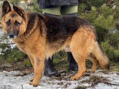 У Чернівцях шукають родину для собаки на імʼя Пабло