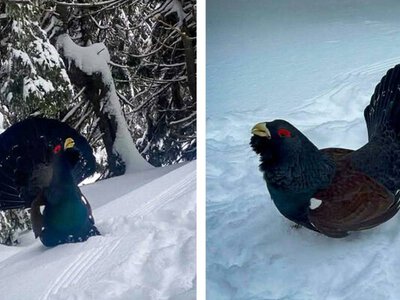 У Карпатах туристи помітили незвичного птаха (ФОТО, ВІДЕО)
