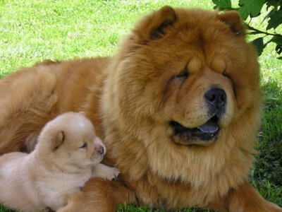 Мовчазні друзі: породи собак, що майже не гавкають