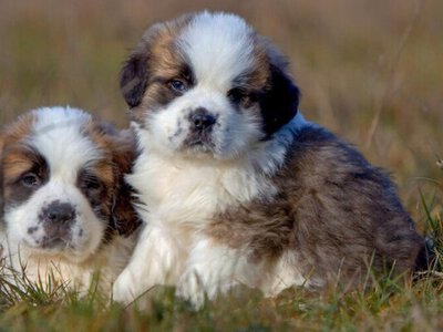 Мережу підкорило цуценя, яке боїться розбудити кошенят