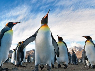 Навколо станції Академік Вернадський пінгвінячого пуху та пір'я більше, ніж снігу