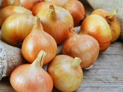 Як зберігати цибулю, щоб не проростала - поради від експерта