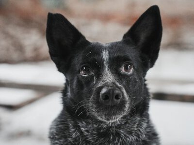 В Італії чоловік навчив собаку незаконно викидати сміття: схему викрили правоохоронці
