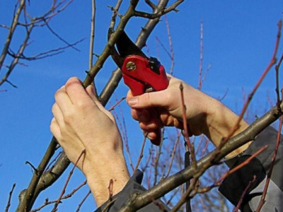 Обледеніння саду може знищити до 85% урожаю: коли обрізати дерева