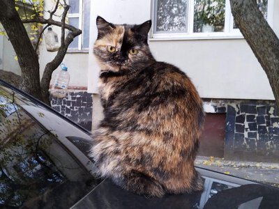 Де в Україні підтримали ініціативу захисту вуличних котів