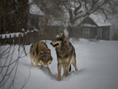 Вовки господарюють у селах: що розповіли очевидці