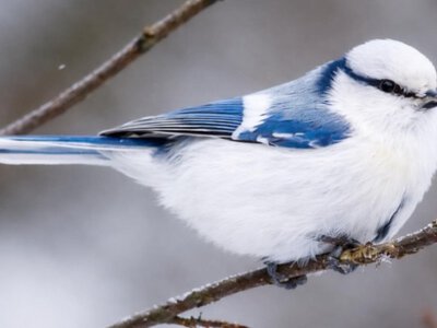 Рідкісна біла синиця здивувала українців