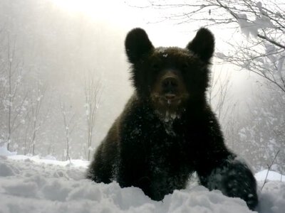 На Закарпатті зафіксували ведмедів, які не сплять узимку: чим це небезпечно
