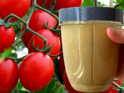 Кума з села купує дріжджі по 10 пачок за раз: я здивована лайфхаком – помідори реально пруть як на дріжджах