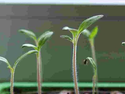 Метод «лежачи»: як врятувати розсаду, що переросла та витягнулася