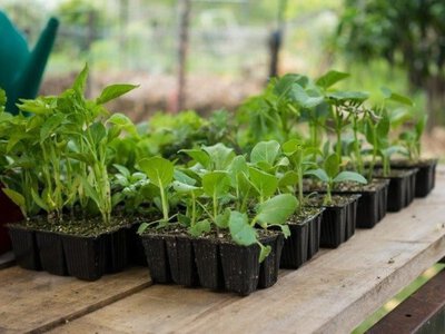 Перша розсада у лютому 2026: які рослини посіяти в горщики, щоб врожай був гарним