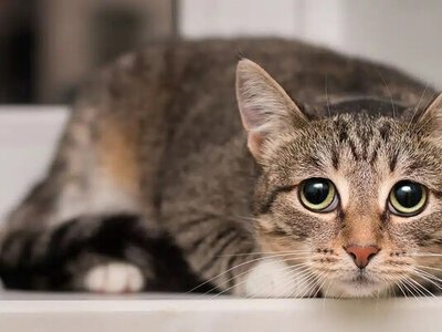 Коли самотність шкодить: скільки кіт може бути без людини