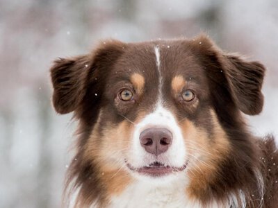 Що означає, коли собака кладе на вас лапу: дресирувальниця назвала головні варіанти