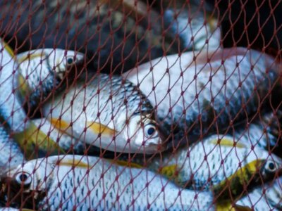 У Ратному оштрафували чоловіка, який браконьєрив на озері Оріхове