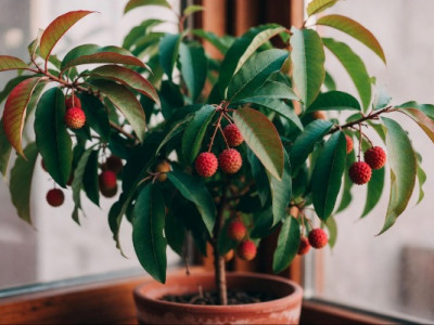 6 рослин, які можна виростити вдома з кісточок