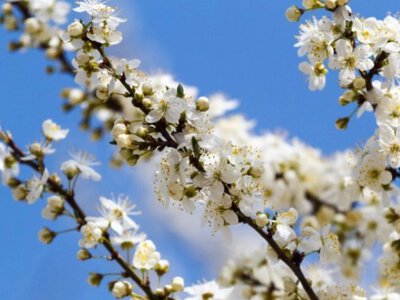 Потепління до +13. Коли весна остаточно переможе зиму