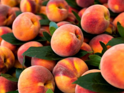 Морози знищили до 80% урожаю абрикосів і персиків