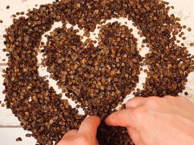 Користь гречки для організму людини