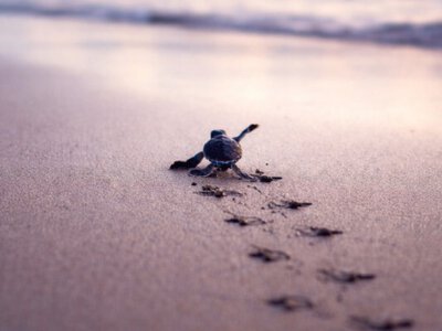 Шлях до зцілення: вісім етапів подолання травми 