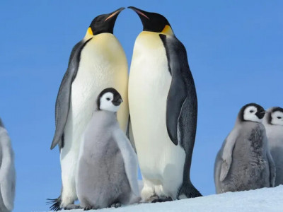 Імператорські пінгвіни ризикують зникнути через танення льоду