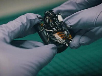 Німецькі кіборг-жуки SWARM Biotactics пройшли польові випробування для НАТО