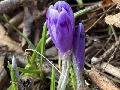Морозні ночі та весняне потепління: якою буде погода в останні дні зими?