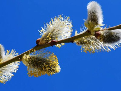 Синоптики спрогнозували, якою буде весна в Україні