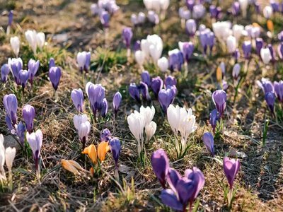 Фіолетове море Закарпаття 2026: де та коли чекати пік цвітіння шафранів (мапа)