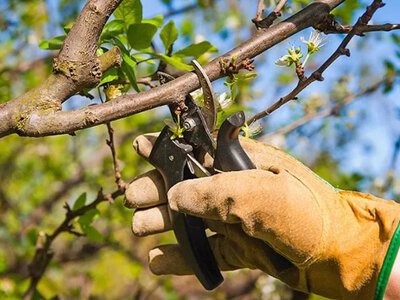 Коли обрізати дерева: ідеальний календар для України 2026