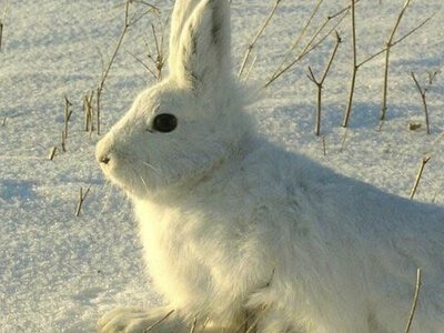 Вважали зниклим: на півночі Чернігівщини помітили червонокнижного звіра