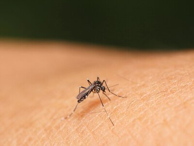 У львів’янки після відпочинку на Мальдівах діагностували гарячку Денге