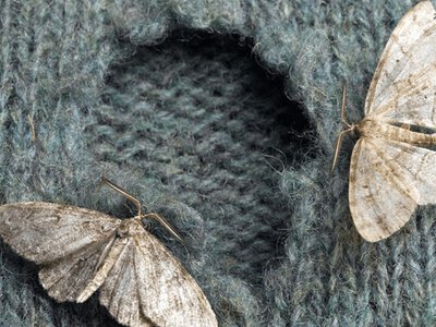 Міль у квартирі: чому з’являється і як її позбутися