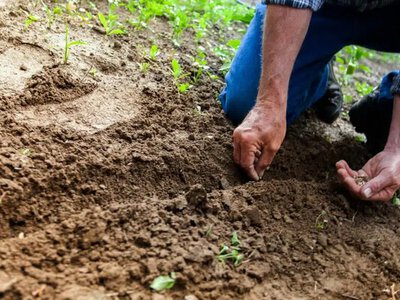 Глибина посадки насіння: чому сходи не з’являються та як це виправити