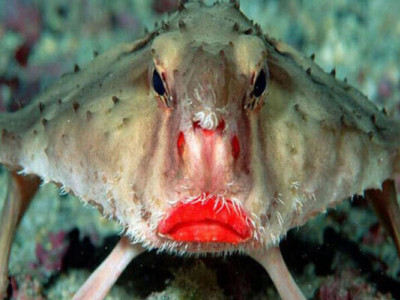 Забудьте про котів та собак: 5 екзотичних тварин, яких можна тримати вдома