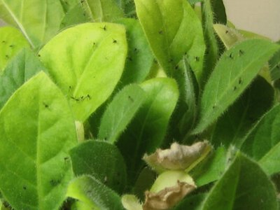 Як позбутися чорних мошок у кімнатних рослинах