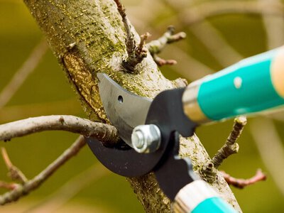 Слива жирує й не плодоносить? Зробіть це напровесні під час обрізання